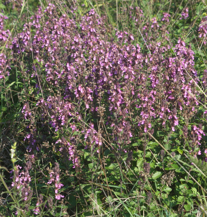 Изображение особи Teucrium chamaedrys.