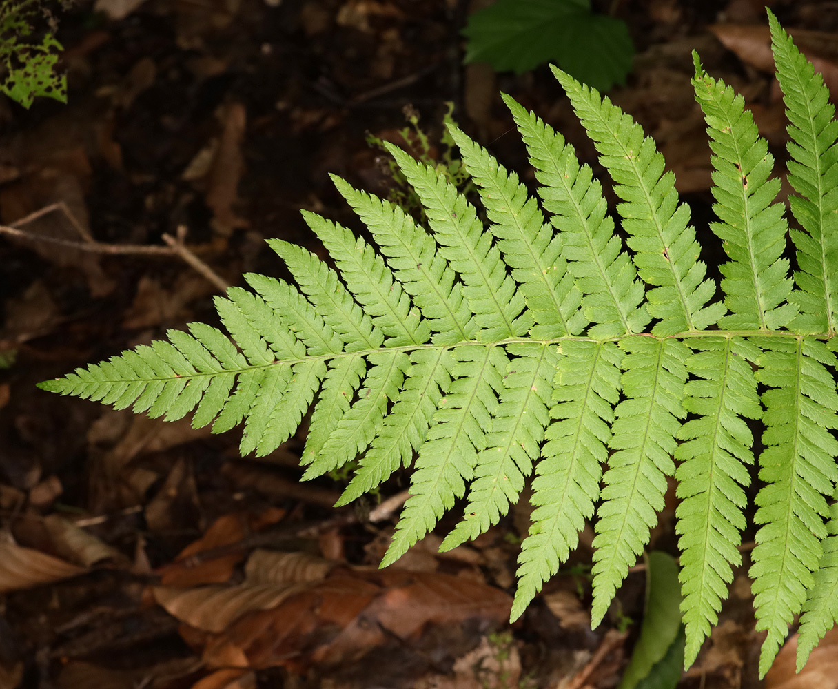 Изображение особи род Dryopteris.