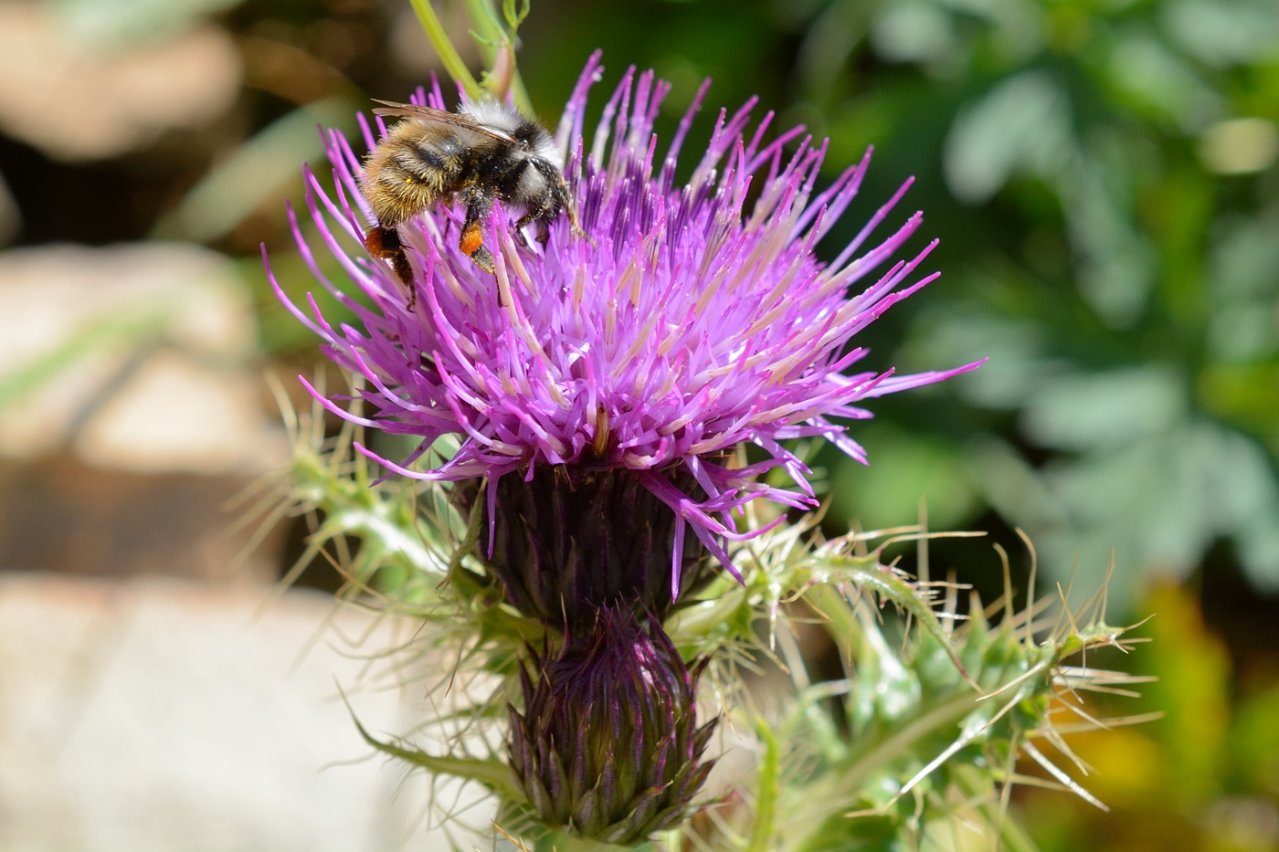 Image of Cirsium simplex specimen.