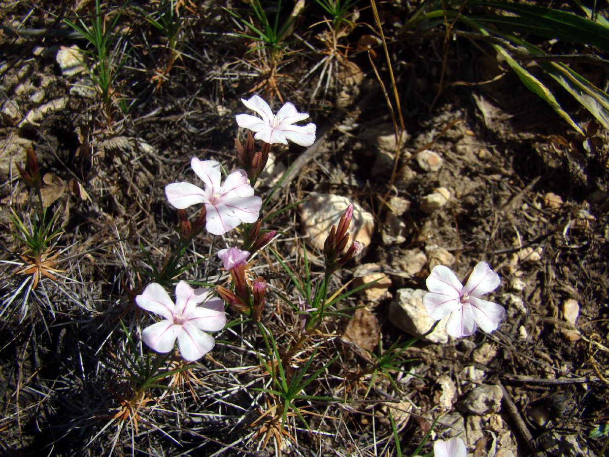 Изображение особи Acantholimon erythraeum.