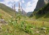 Stachys spectabilis. Цветущее растение. Карачаево-Черкесия, Урупский р-н, хр. Загедан, долина реки Загедан, ≈ 2200 м н.у.м., субальпийский луг. 10.08.2023.