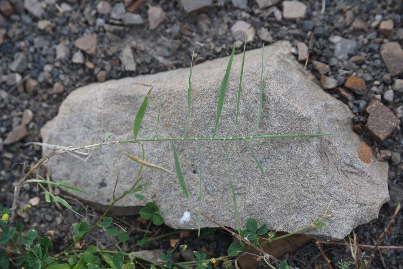 Image of Cynodon dactylon specimen.