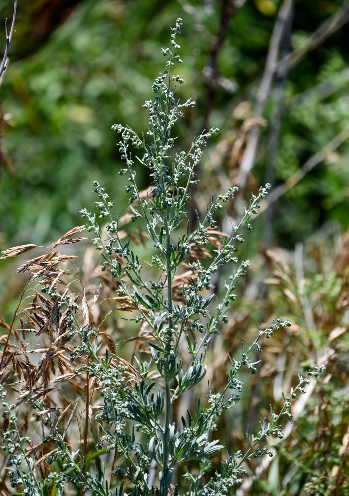 Image of Artemisia absinthium specimen.