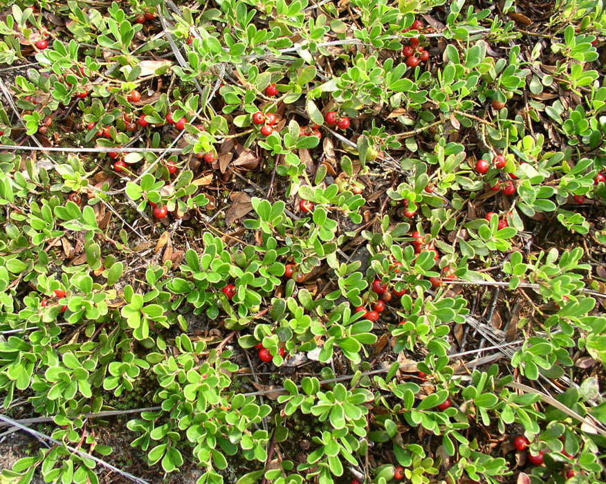 Изображение особи Arctostaphylos uva-ursi.