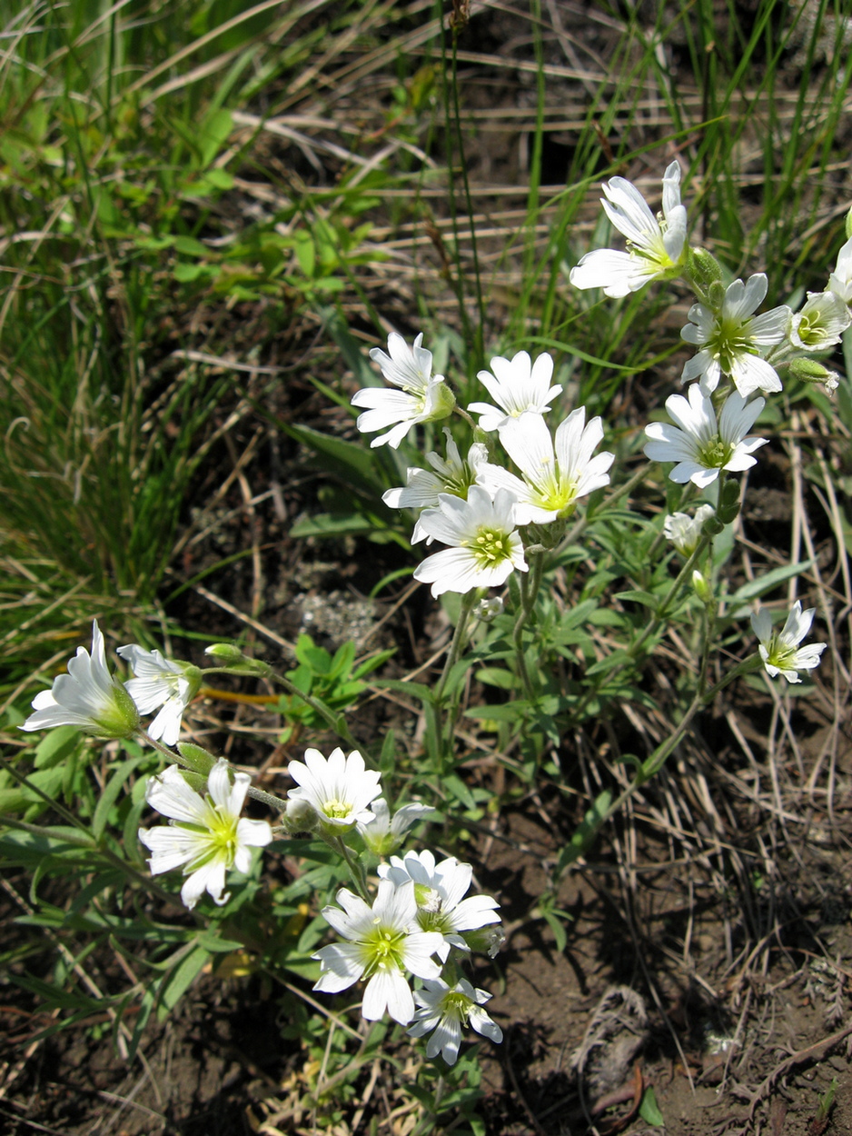 Изображение особи Cerastium arvense.