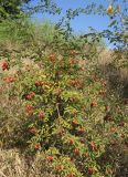 Rosa kalmiussica. Плодоносящее растение. Луганская народная республика, г. Луганск, пойма р. Лугань, лицевая сторона защитного вала, в основании задернованного склона. 25.09.2017.