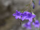 Campanula hohenackeri. Цветки. Чечня, Шаройский р-н, бассейн р. Цесиахк, окр. дома Мухтара, нижняя часть долины левого притока, на скале. 11 августа 2023 г.