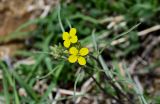 Erysimum substrigosum. Верхушка побега с соцветием. Дагестан, Гунибский р-н, с. Гуниб, Гунибская крепость, ≈ 1500 м н.у.м., каменистый склон. 03.05.2022.