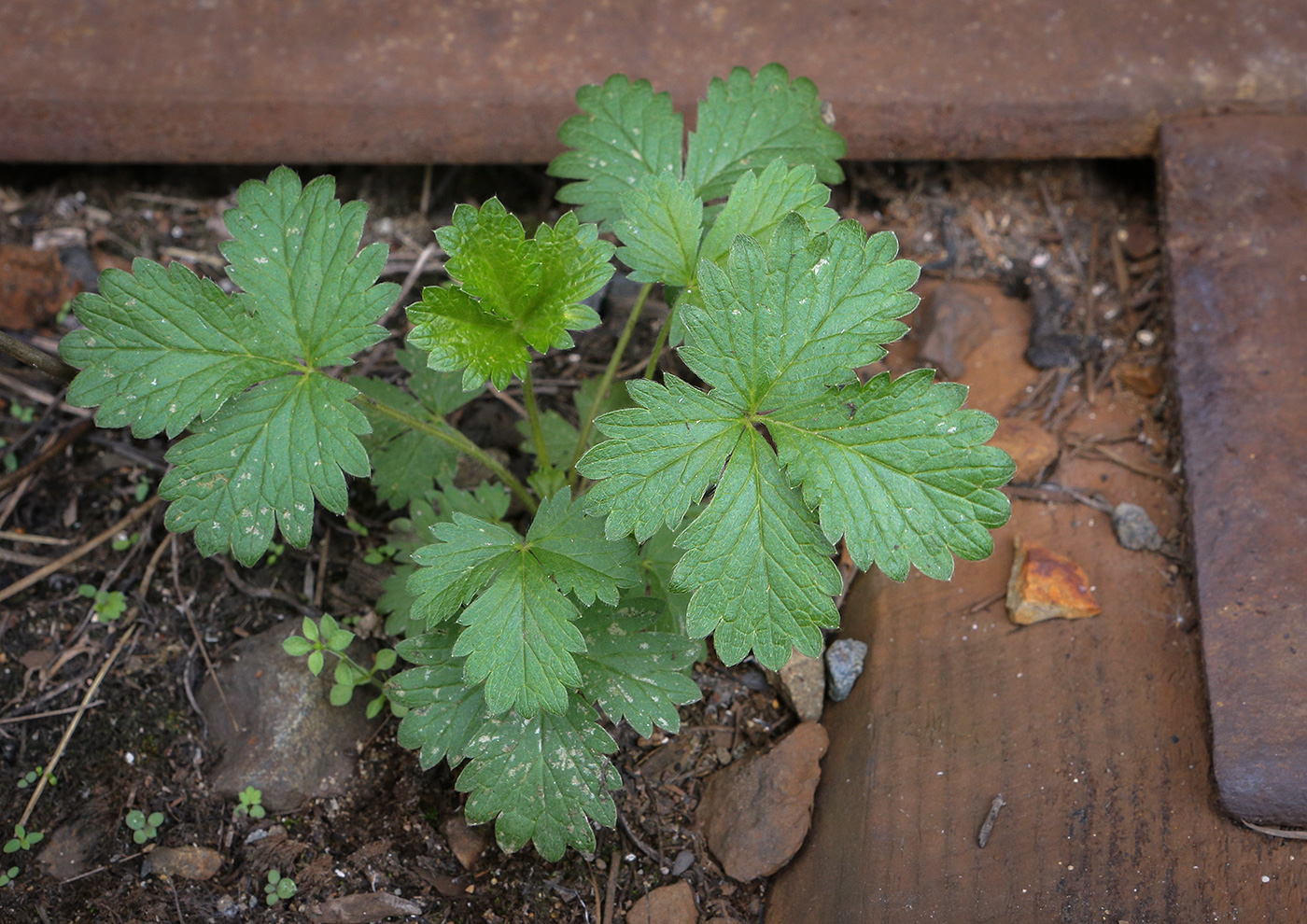 Image of Potentilla norvegica specimen.