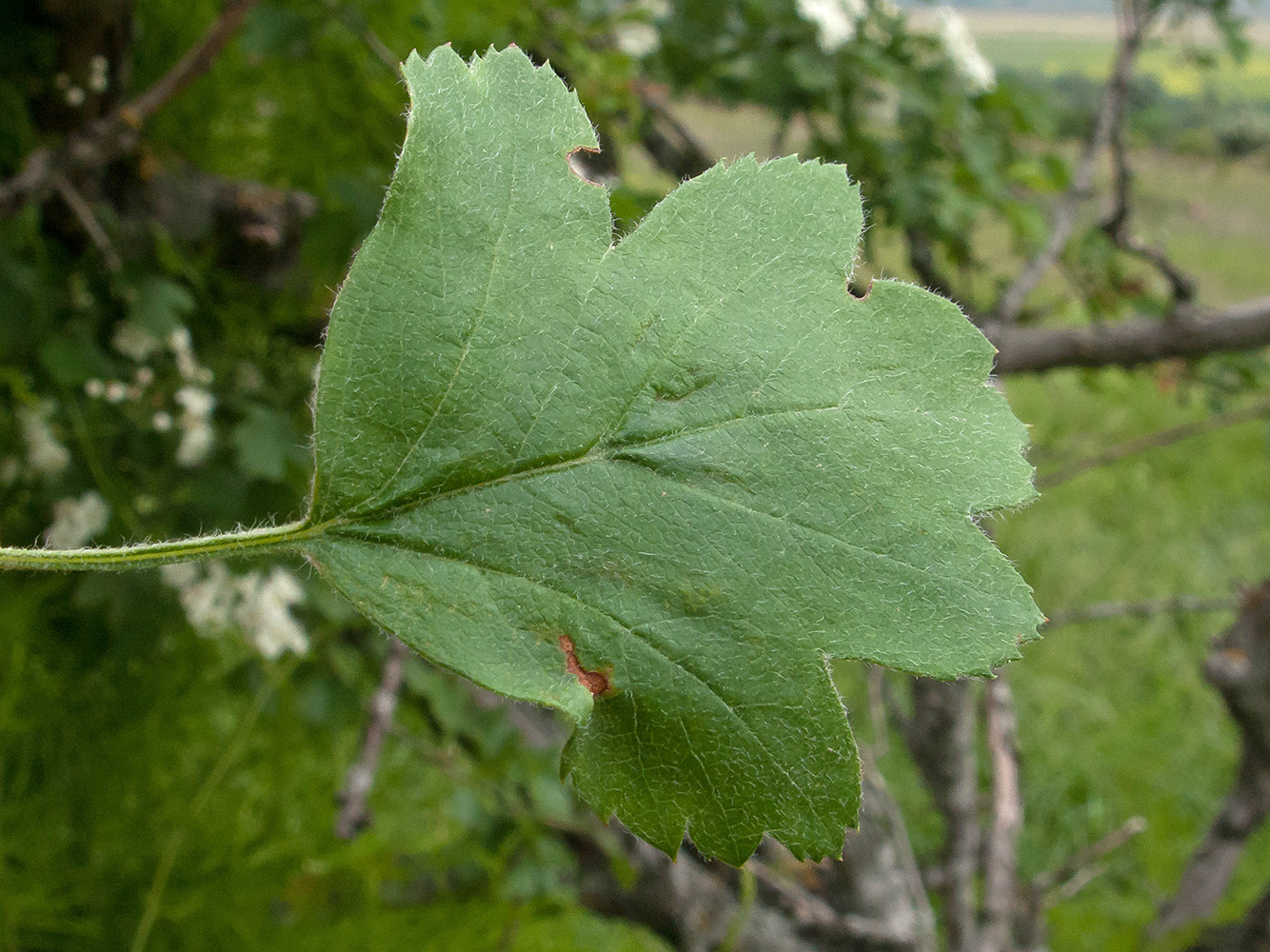 Изображение особи Crataegus pentagyna.