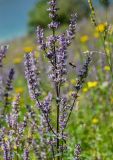 Nepeta nuda