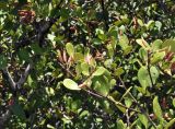Aegiceras corniculatum. Ветви с соплодиями. Вьетнам, провинция Кханьхоа, окр. г. Нячанг, остров Орхидей (Hoa Lan), литораль. 07.09.2023.