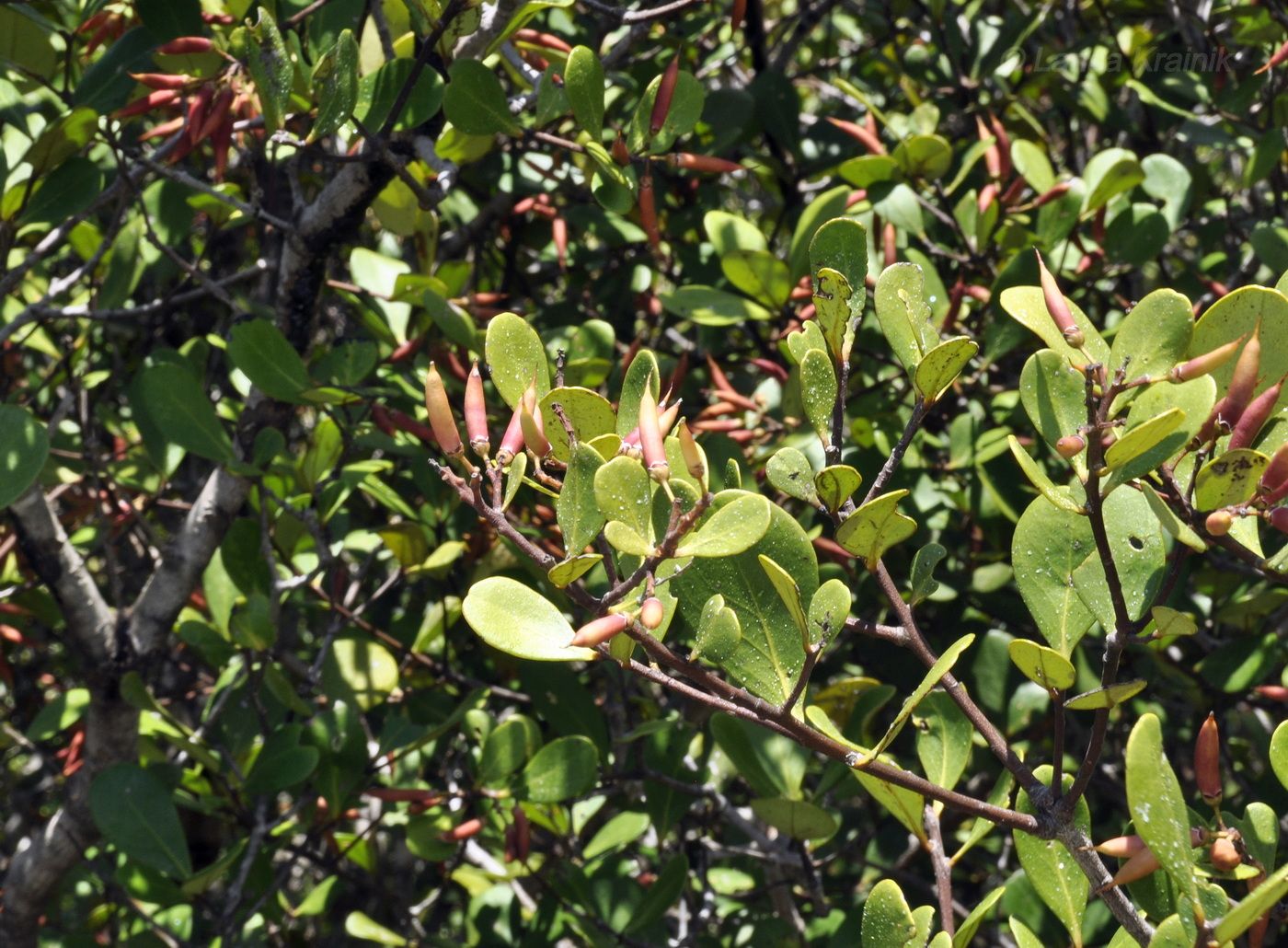 Image of Aegiceras corniculatum specimen.