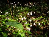 Linnaea borealis