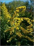 Solidago gigantea. Верхушка побега с соцветием. Чувашия, окр. г. Шумерля, пойма р. Паланка, садовое товарищество. 26 августа 2009 г.