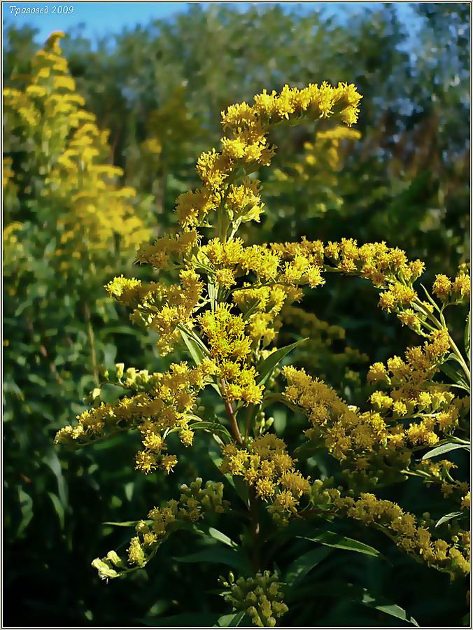 Изображение особи Solidago gigantea.