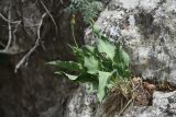Scorzonera crispa. Отцветающее(?) растение. Крым, окр. пос. Новый Свет, гора Караул-Оба, скальные нагромождения с разреженным сосновым лесом. 1 июня 2021 г.