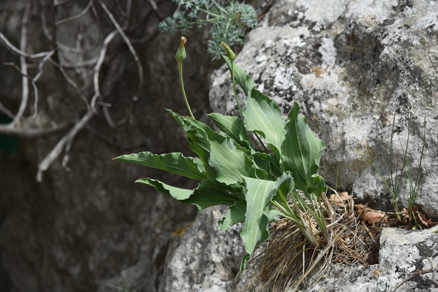 Image of Scorzonera crispa specimen.