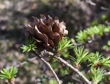 Larix decidua. Верхушка веточки с шишкой. Испания, автономное сообщество Каталония, провинция Жирона, комарка Рипольес, муниципалитет Мольо, окр. перевала Коль-де-Арес (1513 м н.у.м), склон северной экспозиции, смешанный лес. 12.04.2024.