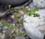 Image of taxon representative. Author is Игорь Павлов