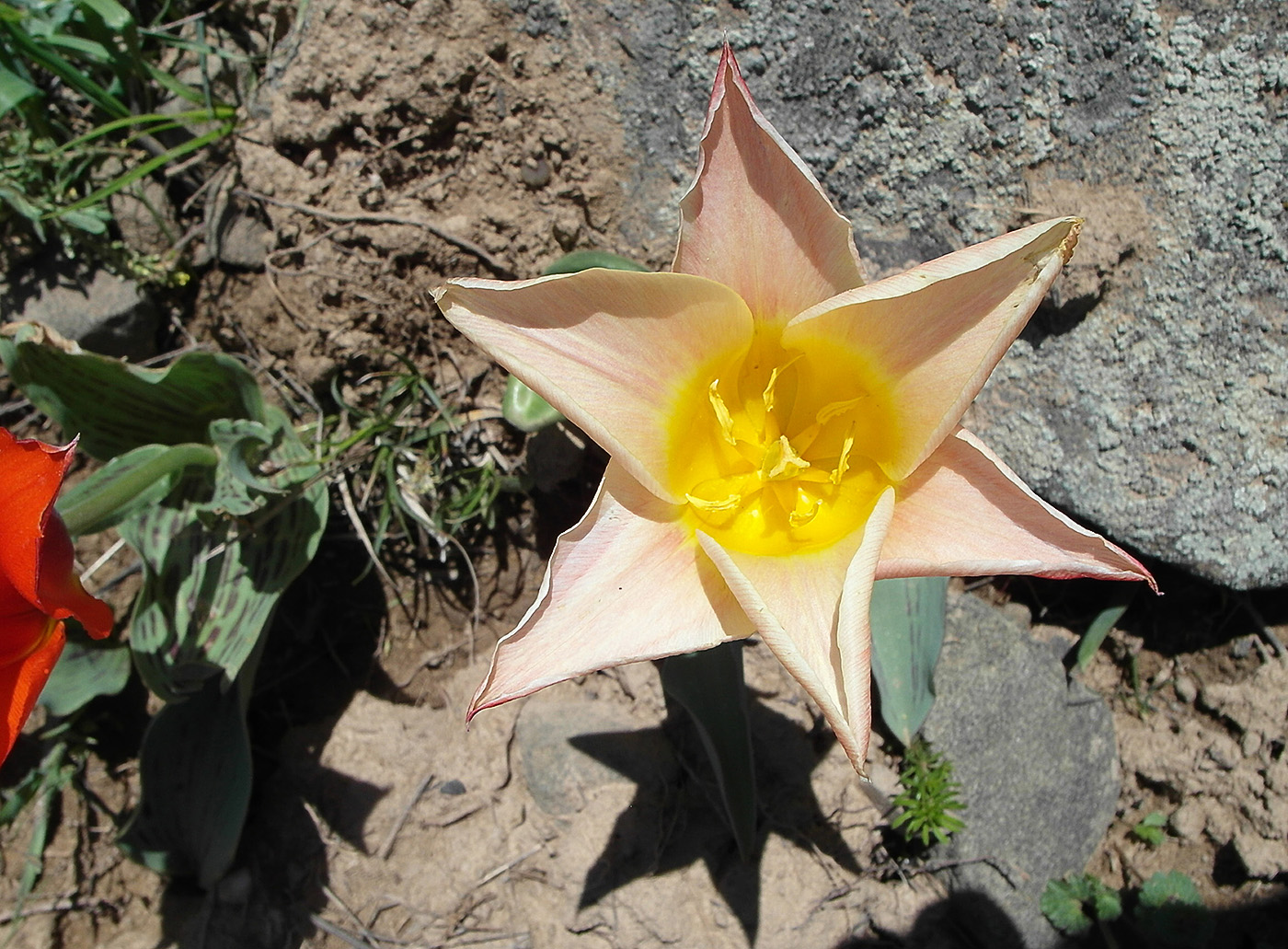 Image of genus Tulipa specimen.