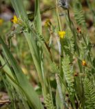 Ornithopus compressus. Верхушка цветущего побега. Абхазия, Гудаутский р-н, Мюссерский лесной массив, разнотравный луг. 12.04.2024.