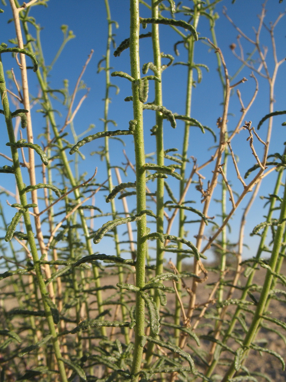 Image of Haplophyllum ramosissimum specimen.