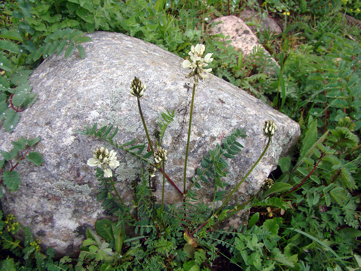 Изображение особи род Oxytropis.
