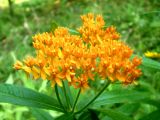 Asclepias tuberosa