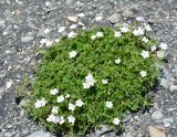 genus Geranium