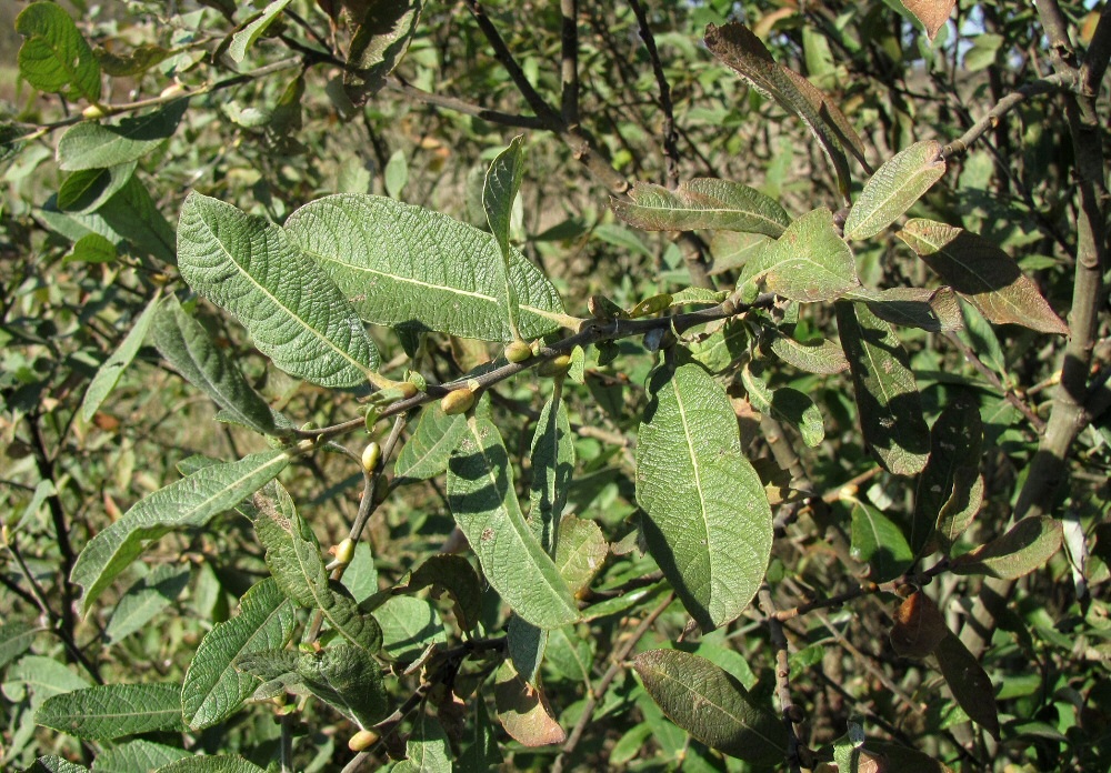 Image of Salix &times; multinervis specimen.