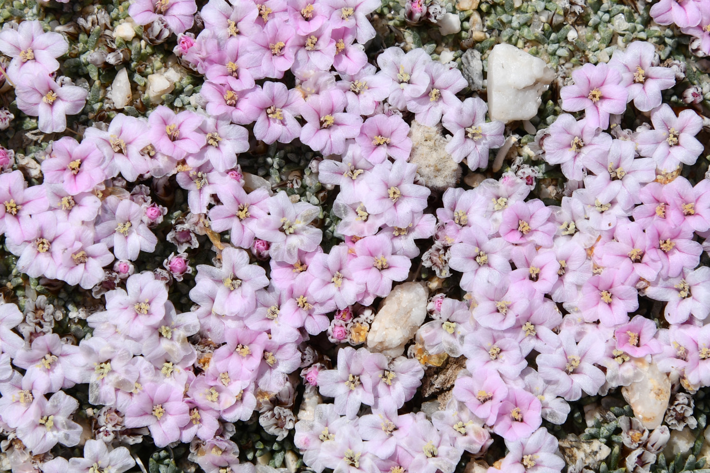 Изображение особи Acantholimon diapensioides.