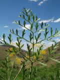 Ferula akitschkensis. Прикорневой лист. Казахстан, Западный Тянь-Шань, Киргизский хр., ущ. Сугаты, ≈ 1500 м н.у.м., лугово-степной склон сев.-вост. экспозиции. 12 июня 2024 г.