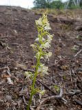 Platanthera chlorantha
