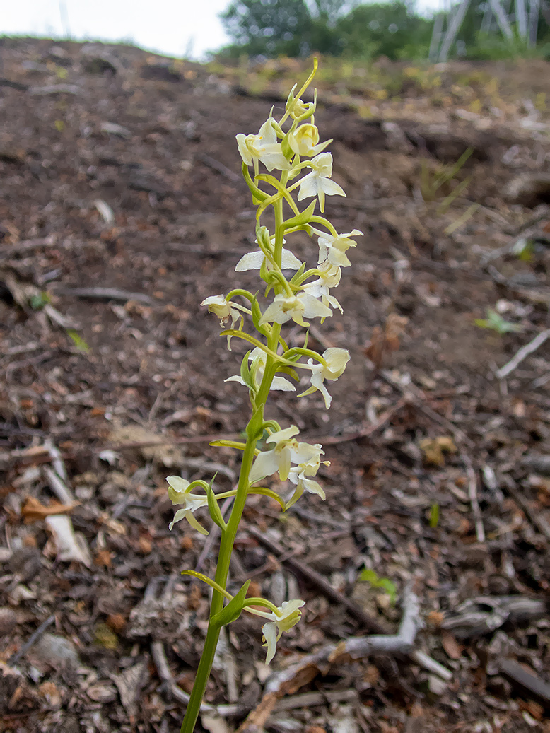 Изображение особи Platanthera chlorantha.