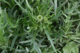 род Cirsium