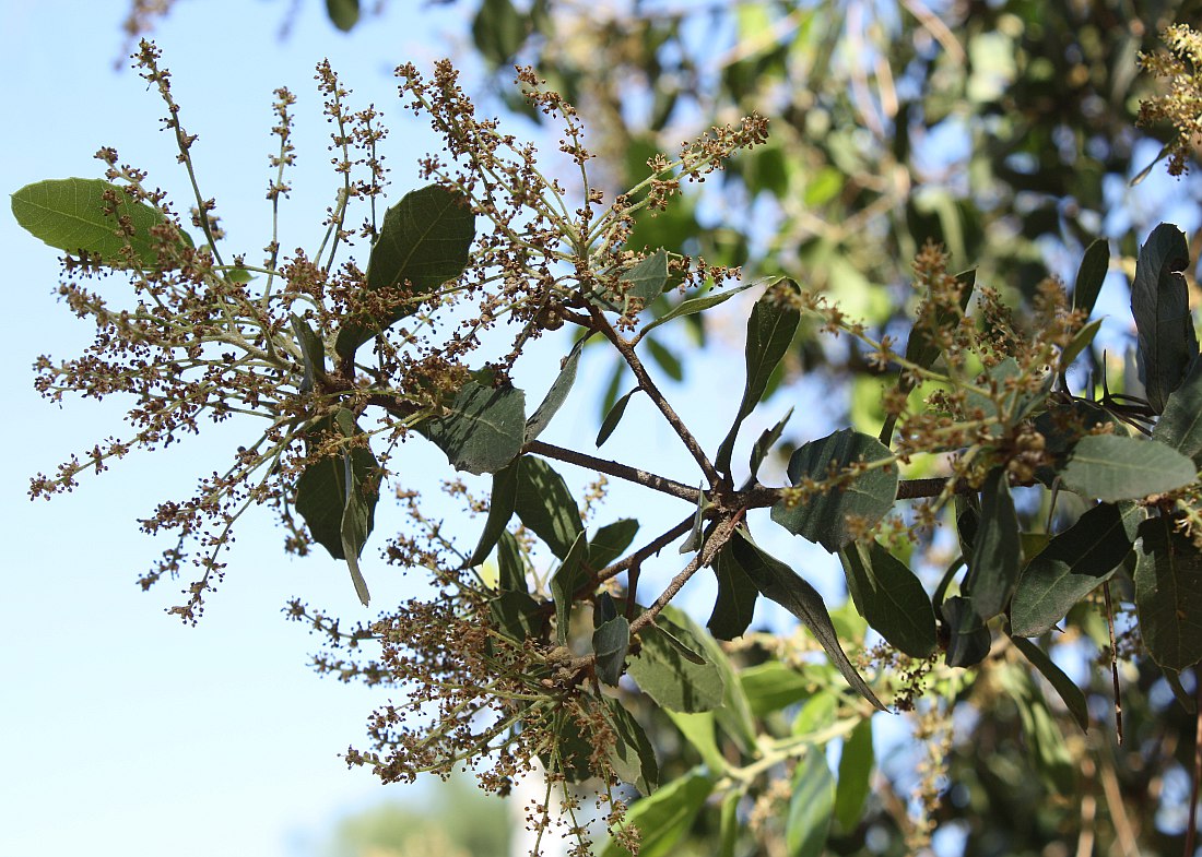 Image of Quercus calliprinos specimen.