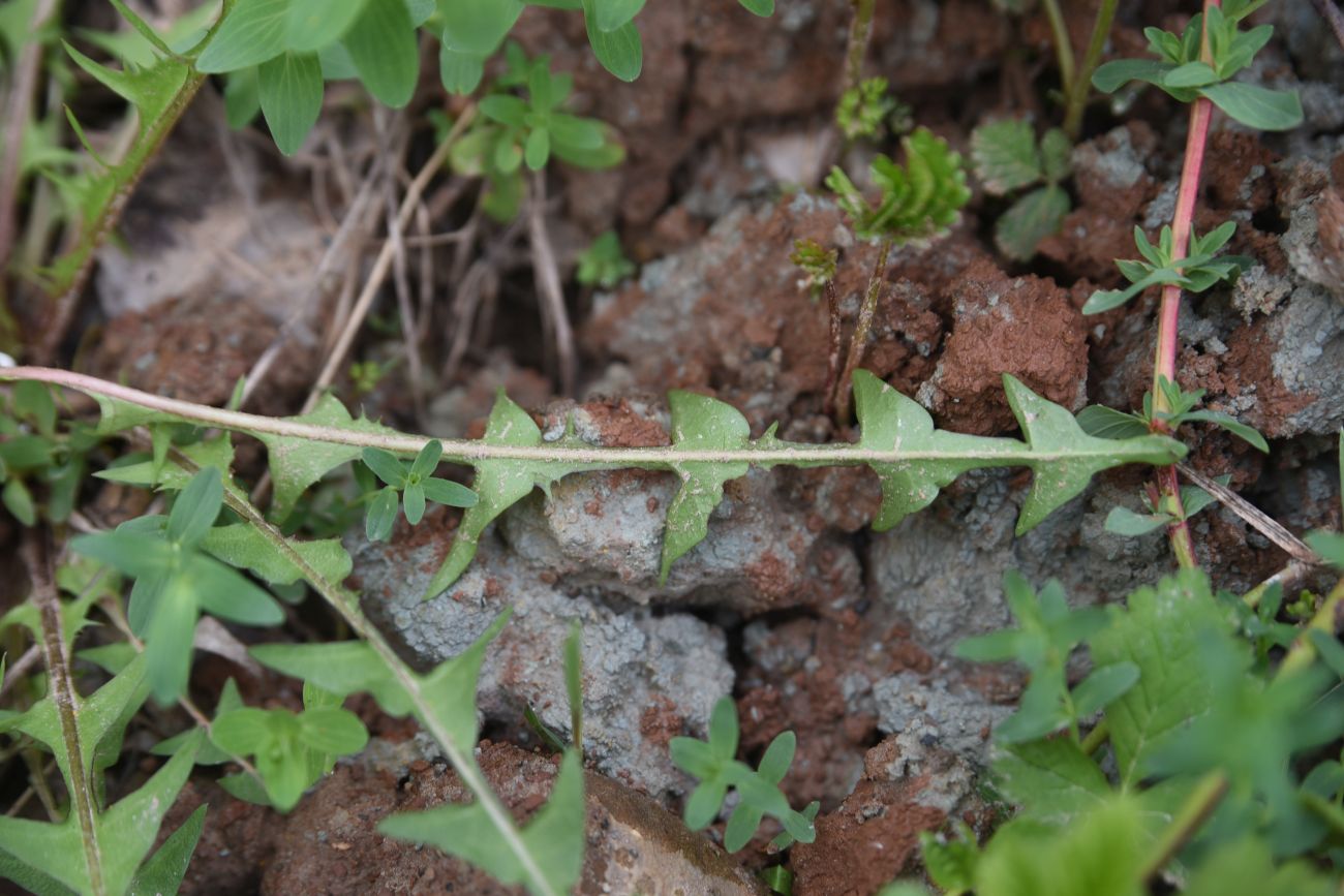 Image of genus Taraxacum specimen.