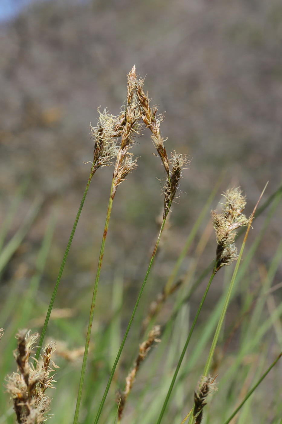 Image of Carex praecox specimen.