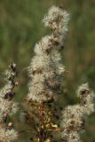 Solidago virgaurea. Общее соплодие. Беларусь, Витебская обл., окр. пос. Езерище, выкашиваемый суходольный луг. 29.08.2024.