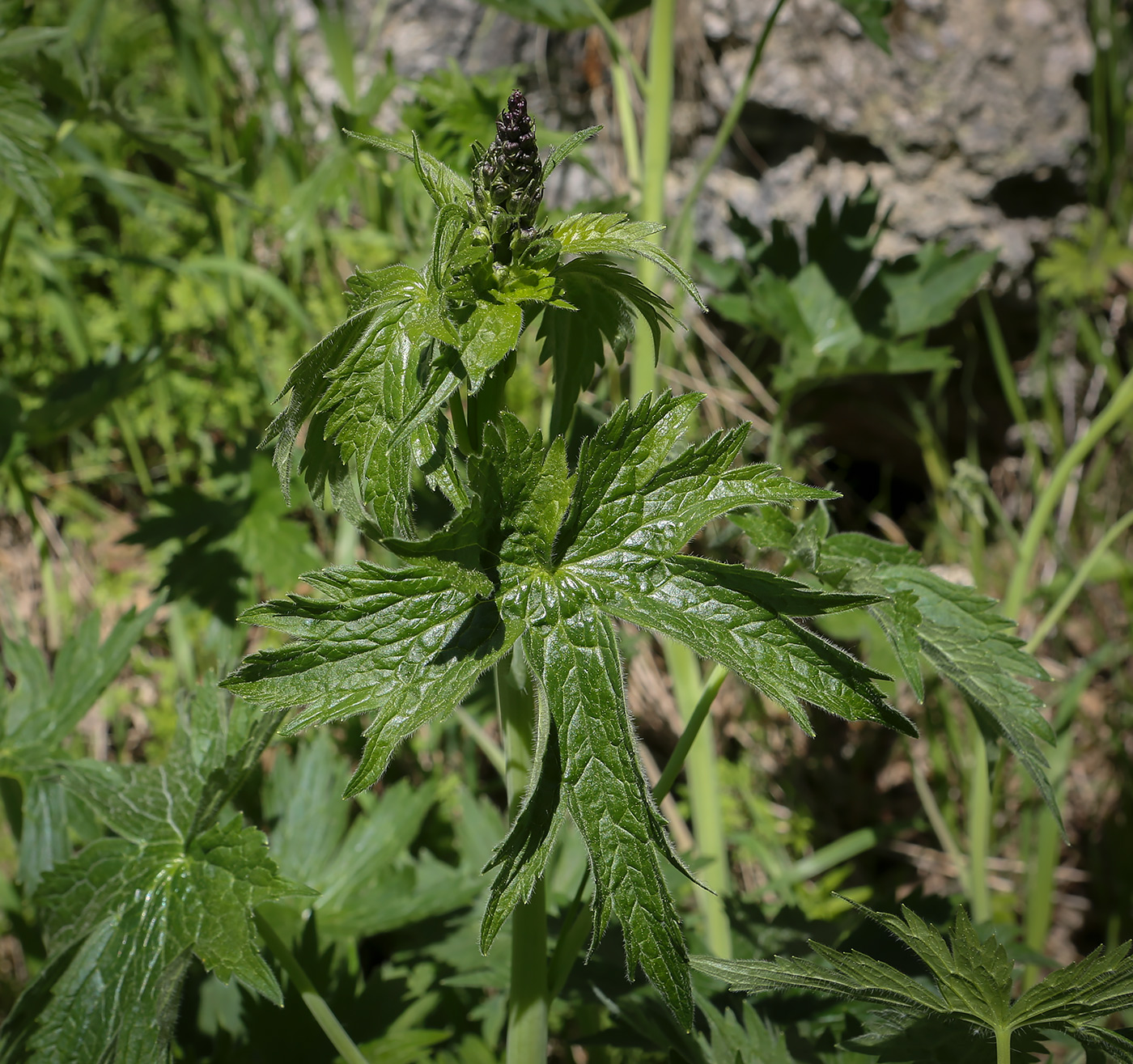 Image of Delphinium elatum specimen.
