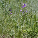 Campanula rapunculus