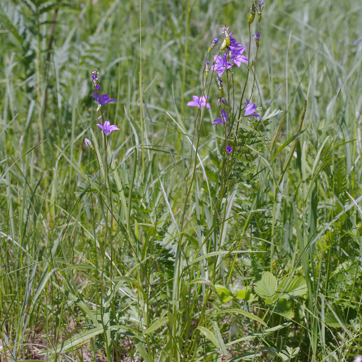 Image of Campanula rapunculus specimen.