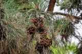 Pinus tabuliformis