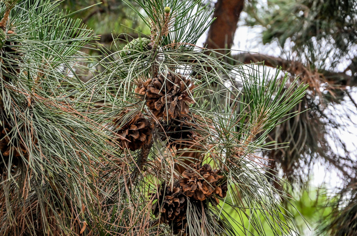 Изображение особи Pinus tabuliformis.