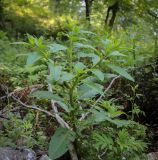 Phytolacca americana. Верхушка вегетирующего растения. Абхазия, окр. г. Новый Афон, Иверская гора, дубрава. 12.06.2025.