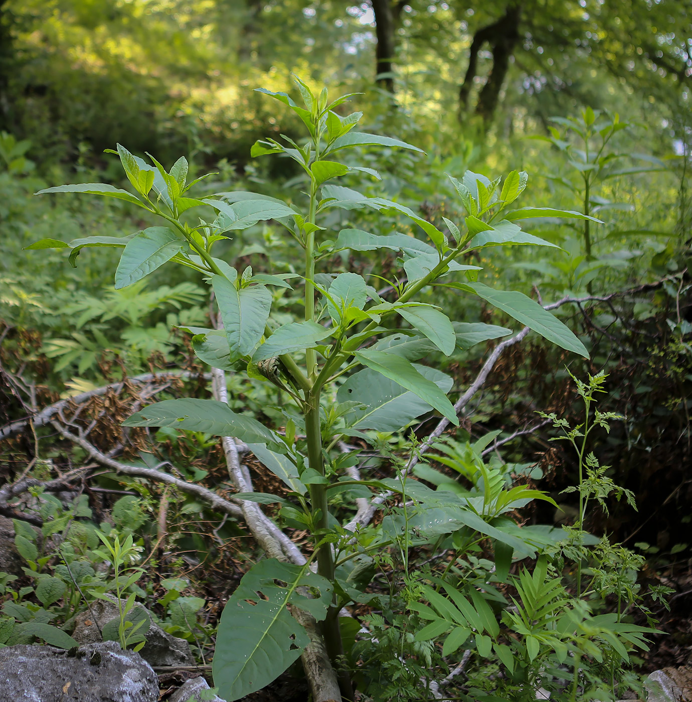 Изображение особи Phytolacca americana.