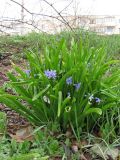 Hyacinthus orientalis. Цветущее растение. Крым, Севастополь, у дороги. 31 марта 2011 г.