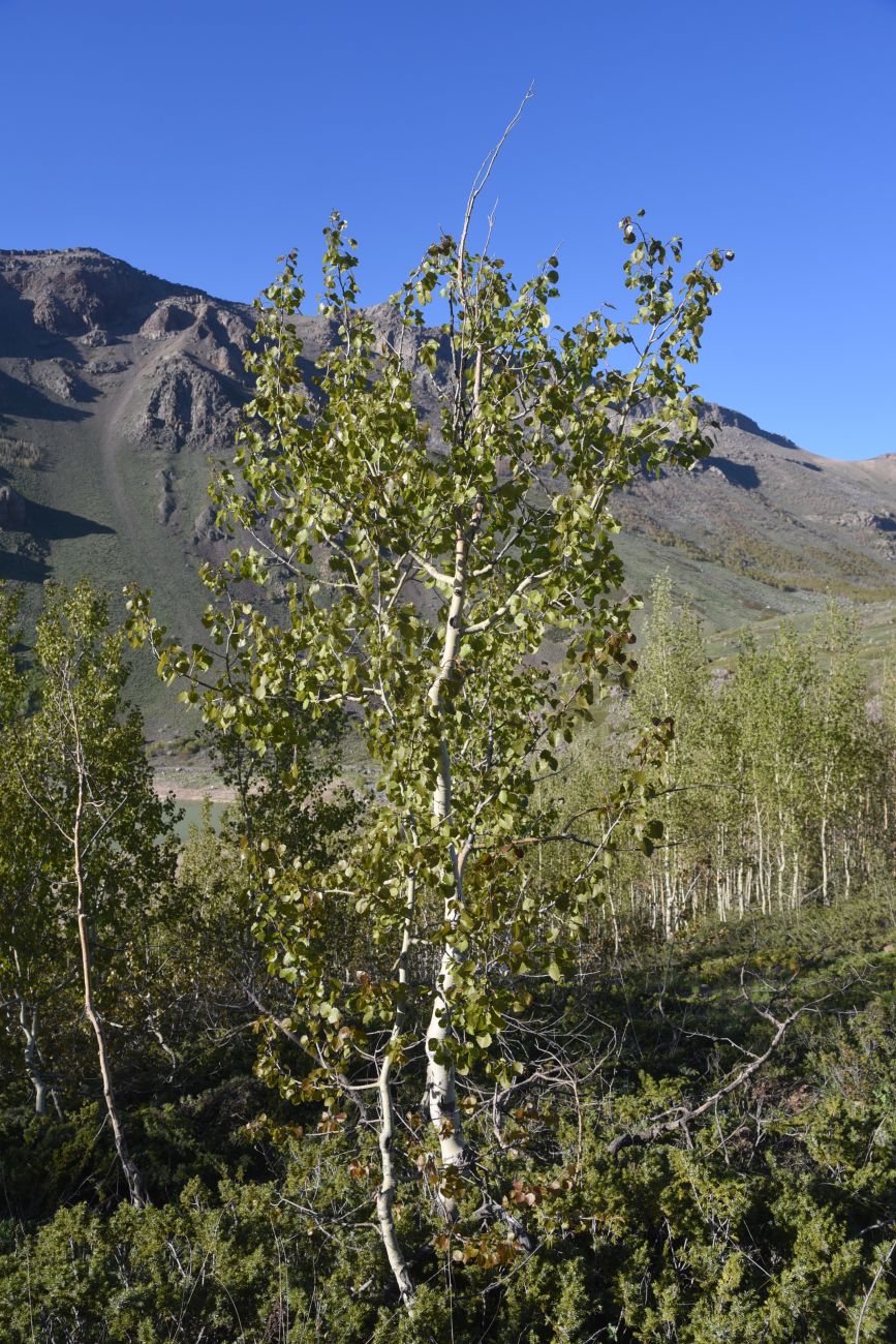 Image of Populus tremula specimen.