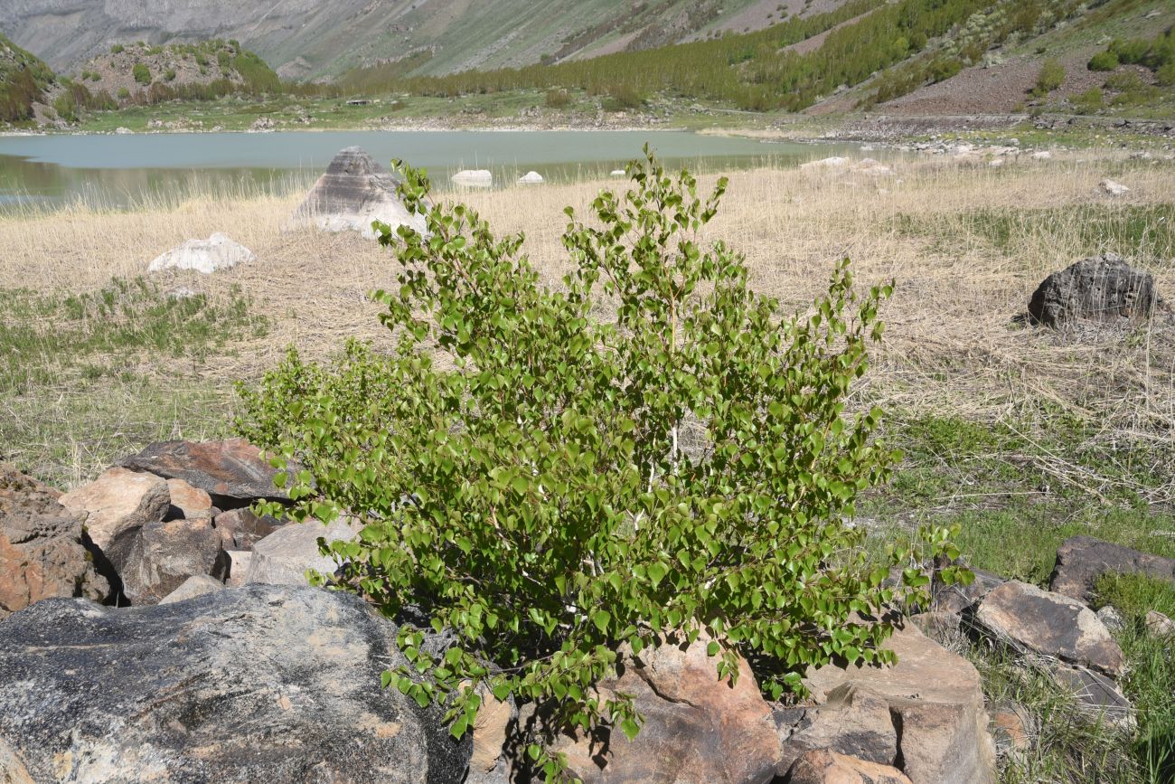 Image of Betula pendula specimen.